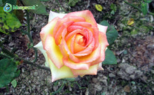 100PCS Flower Seed Holland Rose Seed Lover Gift Orange Green Rainbow RARE 24 Color To Choose DIY Home Gardening Flower