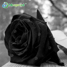 100PCS Flower Seed Holland Rose Seed Lover Gift Orange Green Rainbow RARE 24 Color To Choose DIY Home Gardening Flower