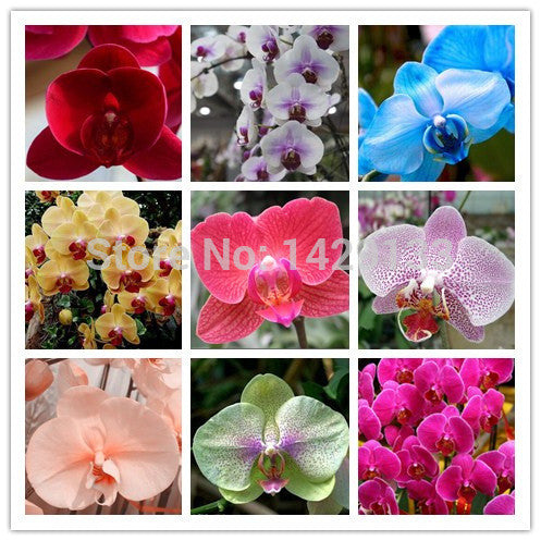 Phalaenopsis orchids 300pcs seeds Beautiful garden Bonsai balcony flower butterfly orchid seeds  Home Plant Seeds Freeshipping