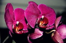Phalaenopsis orchids 300pcs seeds Beautiful garden Bonsai balcony flower butterfly orchid seeds  Home Plant Seeds Freeshipping