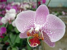 Phalaenopsis orchids 300pcs seeds Beautiful garden Bonsai balcony flower butterfly orchid seeds  Home Plant Seeds Freeshipping
