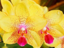 Phalaenopsis orchids 300pcs seeds Beautiful garden Bonsai balcony flower butterfly orchid seeds  Home Plant Seeds Freeshipping