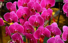 Phalaenopsis orchids 300pcs seeds Beautiful garden Bonsai balcony flower butterfly orchid seeds  Home Plant Seeds Freeshipping