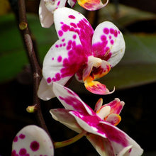 Phalaenopsis orchids 300pcs seeds Beautiful garden Bonsai balcony flower butterfly orchid seeds  Home Plant Seeds Freeshipping