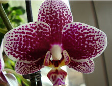 Phalaenopsis orchids 300pcs seeds Beautiful garden Bonsai balcony flower butterfly orchid seeds  Home Plant Seeds Freeshipping