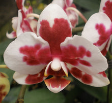 Phalaenopsis orchids 300pcs seeds Beautiful garden Bonsai balcony flower butterfly orchid seeds  Home Plant Seeds Freeshipping