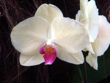 Phalaenopsis orchids 300pcs seeds Beautiful garden Bonsai balcony flower butterfly orchid seeds  Home Plant Seeds Freeshipping