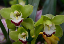 Phalaenopsis orchids 300pcs seeds Beautiful garden Bonsai balcony flower butterfly orchid seeds  Home Plant Seeds Freeshipping