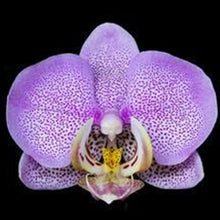 Phalaenopsis orchids 300pcs seeds Beautiful garden Bonsai balcony flower butterfly orchid seeds  Home Plant Seeds Freeshipping