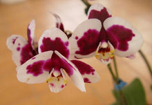 Phalaenopsis orchids 300pcs seeds Beautiful garden Bonsai balcony flower butterfly orchid seeds  Home Plant Seeds Freeshipping