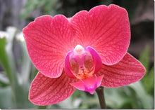 Phalaenopsis orchids 300pcs seeds Beautiful garden Bonsai balcony flower butterfly orchid seeds  Home Plant Seeds Freeshipping