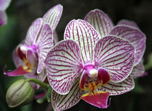 Phalaenopsis orchids 300pcs seeds Beautiful garden Bonsai balcony flower butterfly orchid seeds  Home Plant Seeds Freeshipping