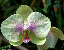 Phalaenopsis orchids 300pcs seeds Beautiful garden Bonsai balcony flower butterfly orchid seeds  Home Plant Seeds Freeshipping