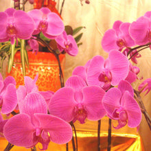 Phalaenopsis orchids 300pcs seeds Beautiful garden Bonsai balcony flower butterfly orchid seeds  Home Plant Seeds Freeshipping