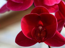 Phalaenopsis orchids 300pcs seeds Beautiful garden Bonsai balcony flower butterfly orchid seeds  Home Plant Seeds Freeshipping