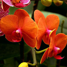 Phalaenopsis orchids 300pcs seeds Beautiful garden Bonsai balcony flower butterfly orchid seeds  Home Plant Seeds Freeshipping