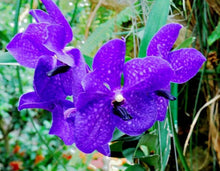 Phalaenopsis orchids 300pcs seeds Beautiful garden Bonsai balcony flower butterfly orchid seeds  Home Plant Seeds Freeshipping