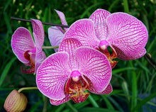 Phalaenopsis orchids 300pcs seeds Beautiful garden Bonsai balcony flower butterfly orchid seeds  Home Plant Seeds Freeshipping