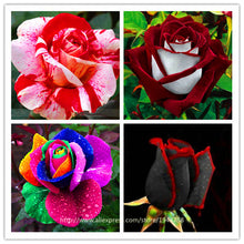 200pcs Rose seeds, Rare exotic seeds Chinese Rose Flower Seeds for home garden plants ,24 colors