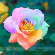 200pcs Rose seeds, Rare exotic seeds Chinese Rose Flower Seeds for home garden plants ,24 colors