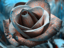 200pcs Rose seeds, Rare exotic seeds Chinese Rose Flower Seeds for home garden plants ,24 colors