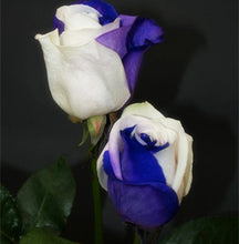 200pcs Rose seeds, Rare exotic seeds Chinese Rose Flower Seeds for home garden plants ,24 colors