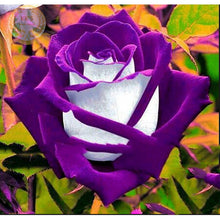 200pcs Rose seeds, Rare exotic seeds Chinese Rose Flower Seeds for home garden plants ,24 colors