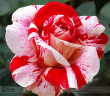 200pcs Rose seeds, Rare exotic seeds Chinese Rose Flower Seeds for home garden plants ,24 colors