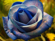 200pcs Rose seeds, Rare exotic seeds Chinese Rose Flower Seeds for home garden plants ,24 colors