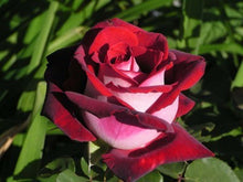 200pcs Rose seeds, Rare exotic seeds Chinese Rose Flower Seeds for home garden plants ,24 colors