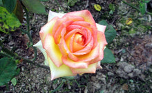 200pcs Rose seeds, Rare exotic seeds Chinese Rose Flower Seeds for home garden plants ,24 colors