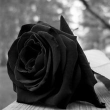 200pcs Rose seeds, Rare exotic seeds Chinese Rose Flower Seeds for home garden plants ,24 colors