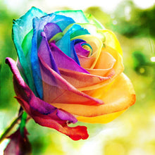 200pcs Rose seeds, Rare exotic seeds Chinese Rose Flower Seeds for home garden plants ,24 colors