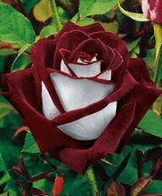 200pcs Rose seeds, Rare exotic seeds Chinese Rose Flower Seeds for home garden plants ,24 colors