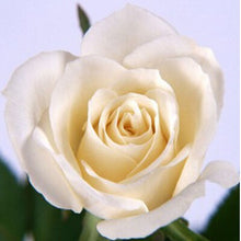 200pcs Rose seeds, Rare exotic seeds Chinese Rose Flower Seeds for home garden plants ,24 colors