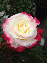 200pcs Rose seeds, Rare exotic seeds Chinese Rose Flower Seeds for home garden plants ,24 colors