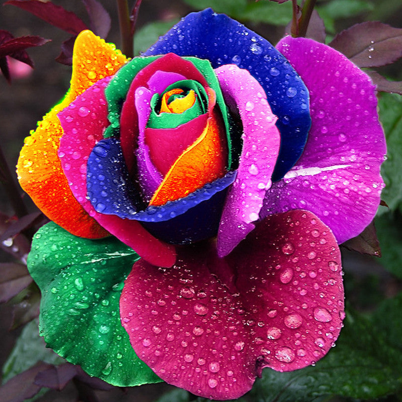 150 pcs Seeds Rare Holland Rainbow Rose Flower Home Garden Rare Flower Seeds Colorful Rose Seeds
