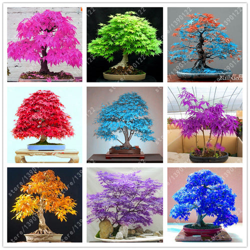 20pcs/bag japanese maple seeds fire maple bonsai flower seeds tree seeds potted plant 98%germination 9 colors for home garden