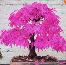 20pcs/bag japanese maple seeds fire maple bonsai flower seeds tree seeds potted plant 98%germination 9 colors for home garden