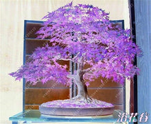 20pcs/bag japanese maple seeds fire maple bonsai flower seeds tree seeds potted plant 98%germination 9 colors for home garden