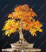 20pcs/bag japanese maple seeds fire maple bonsai flower seeds tree seeds potted plant 98%germination 9 colors for home garden