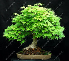 20pcs/bag japanese maple seeds fire maple bonsai flower seeds tree seeds potted plant 98%germination 9 colors for home garden