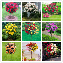 100pcs/bag rose tree,rose seeds,bonsai tree flower seeds,rose tree plant Balcony & Yard potted for home garden