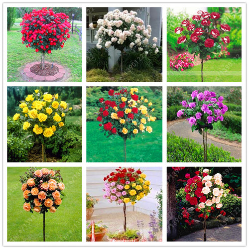 100pcs/bag rose tree,rose seeds,bonsai tree flower seeds,rose tree plant Balcony & Yard potted for home garden
