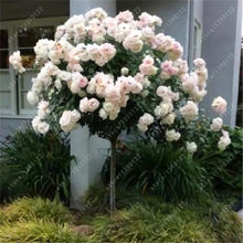 100pcs/bag rose tree,rose seeds,bonsai tree flower seeds,rose tree plant Balcony & Yard potted for home garden