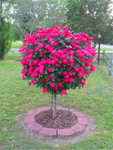 100pcs/bag rose tree,rose seeds,bonsai tree flower seeds,rose tree plant Balcony & Yard potted for home garden