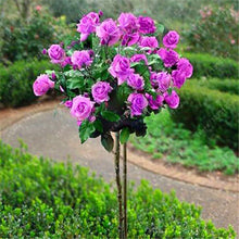 100pcs/bag rose tree,rose seeds,bonsai tree flower seeds,rose tree plant Balcony & Yard potted for home garden