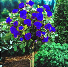 100pcs/bag rose tree,rose seeds,bonsai tree flower seeds,rose tree plant Balcony & Yard potted for home garden
