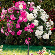 100pcs/bag rose tree,rose seeds,bonsai tree flower seeds,rose tree plant Balcony & Yard potted for home garden