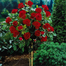 100pcs/bag rose tree,rose seeds,bonsai tree flower seeds,rose tree plant Balcony & Yard potted for home garden